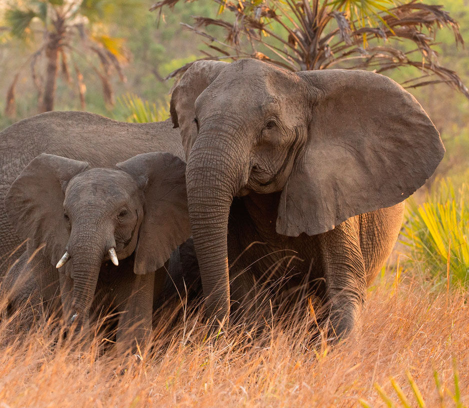 Elephants Missing Tusks